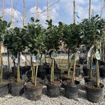 Vavrínovec lekársky (Prunus laurocerasus) ´ETNA´® - výška 90-100 cm, kont. C7,5L (-23°C) NA KMIENKU